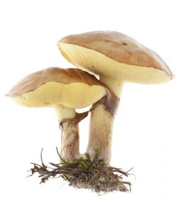 Fungi Picture