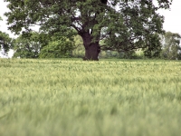 Tree in Field.jpg
